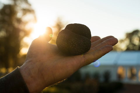 The Truffle Festival - Canberra Region - Accommodation Nelson Bay 0
