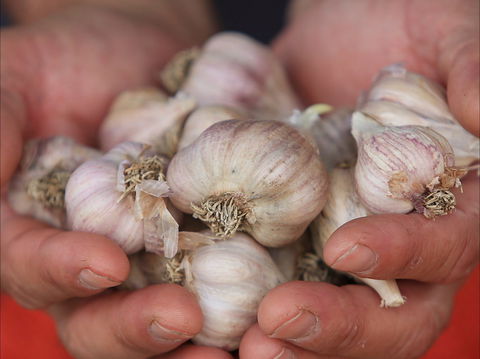 Armidale Farmers' Market - Accommodation Nelson Bay 0