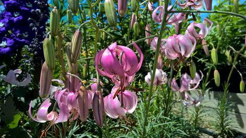 Burnie Lilium Show - Accommodation Nelson Bay 1