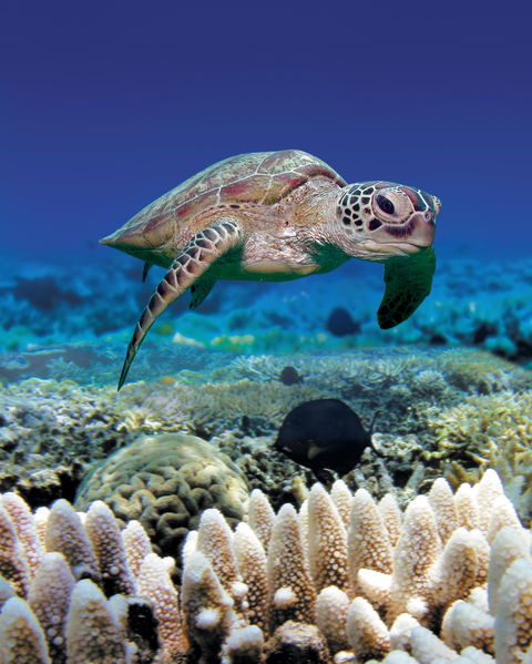 Great Adventures Green Island Ocean Swim - Accommodation Nelson Bay 2