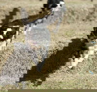 Great Nundle Dog Race - Accommodation Nelson Bay