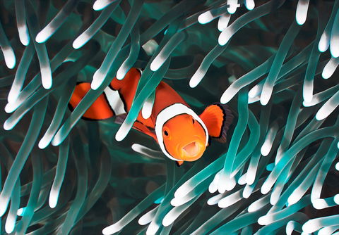 Great Barrier Reef Masters Games - Accommodation Nelson Bay 1