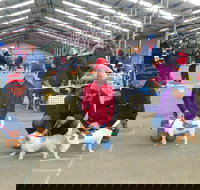 Hamilton Jack Russell Terrier and Hunting Dog Show - Accommodation Nelson Bay