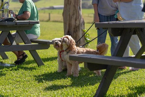 Live Music Sundays At Mountain Ridge Wines - Accommodation Nelson Bay 1