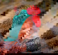 Nimbin Show - Accommodation Nelson Bay