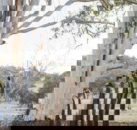 Sculptures in the Garden - Accommodation Nelson Bay