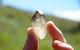 The Minerama Fossicking, Gem And Jewellery Show - thumb 2