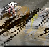 Twilight Greyhound Racing - Accommodation Nelson Bay