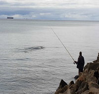 Whale Watching in Portland - Accommodation Nelson Bay