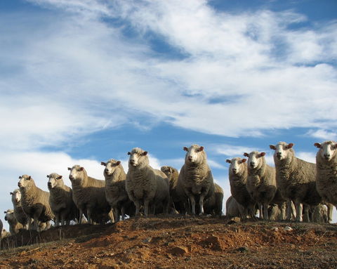 Annual Bredbo Sheep Dog Trials - Accommodation Nelson Bay 0