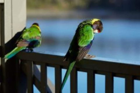 RAC Karri Valley Resort - Accommodation Nelson Bay 3