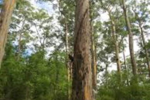 RAC Karri Valley Resort - Accommodation Nelson Bay 1