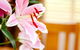 Ocean Mist Villa - thumb 6