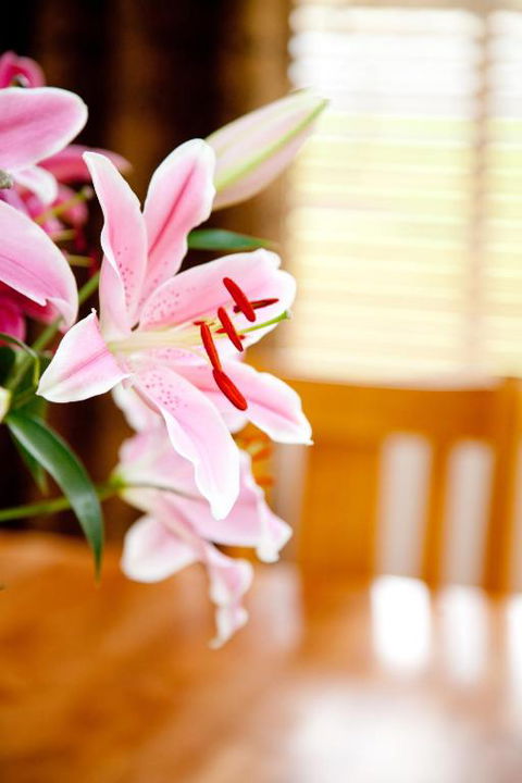 Ocean Mist Villa - Accommodation Nelson Bay 6
