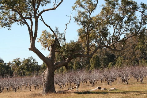 The Farmhouse At Blue Wren Wines - Accommodation Nelson Bay 1