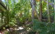 Palm Trees Noosa - thumb 6