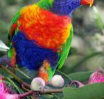 Cottage by the Bay - Nelson Bay Accommodation.com