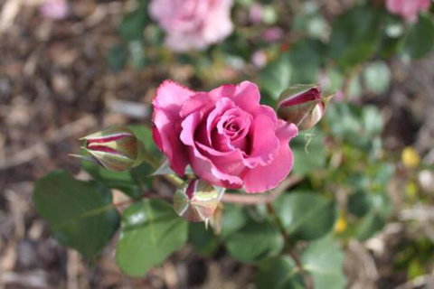 Alpine Aspects - Accommodation Nelson Bay 3