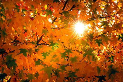 Alpine Aspects - Accommodation Nelson Bay 2