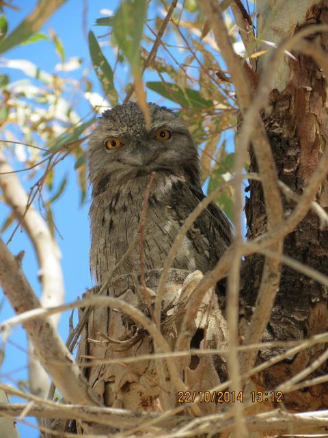 Kalbarri Tudor Holiday Park - Accommodation Nelson Bay 3