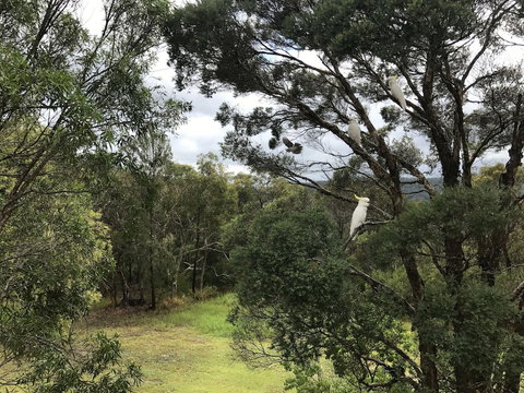 Kookaburra Retreat - Nelson Bay Accommodation.com 5