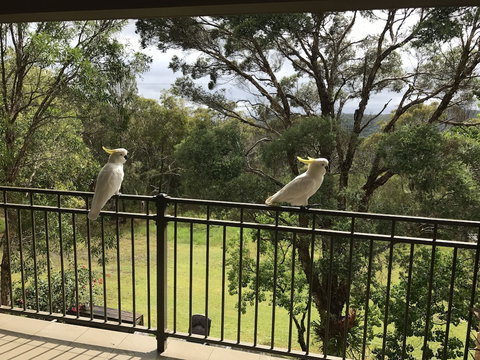 Kookaburra Retreat - Nelson Bay Accommodation.com 4