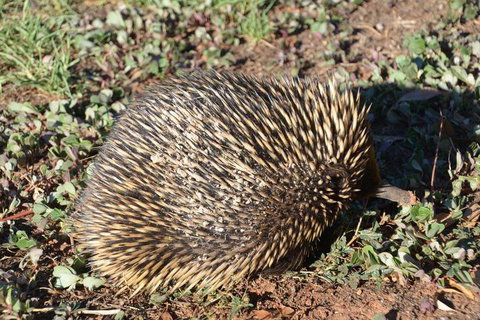 The Wicked Villa - Accommodation Nelson Bay 3
