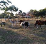Heartland Hideaway - Accommodation Nelson Bay