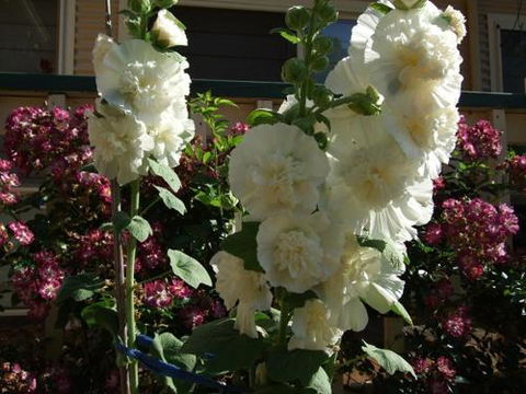 Nannup Riverview Cottage - Accommodation Nelson Bay 2