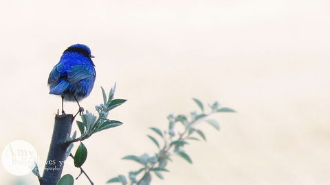 Tegwan's Nest - Accommodation Nelson Bay 1