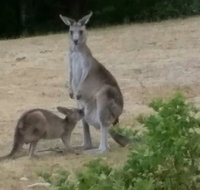 Jarrah Lodge - Accommodation Nelson Bay