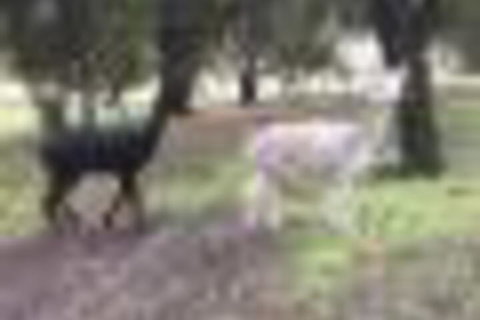 Willandra Tiny House - Accommodation Nelson Bay 4