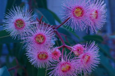 Brisbane Milton Bed & Breakfast - Accommodation Nelson Bay 4