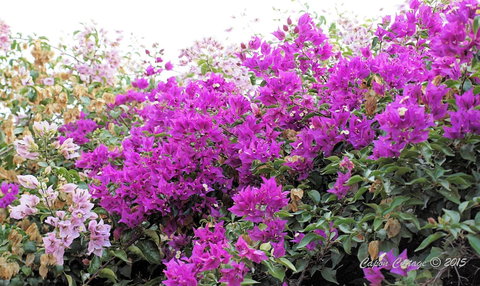 Capon Cottage - Accommodation Nelson Bay 2