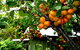 Eureka Farm - thumb 6