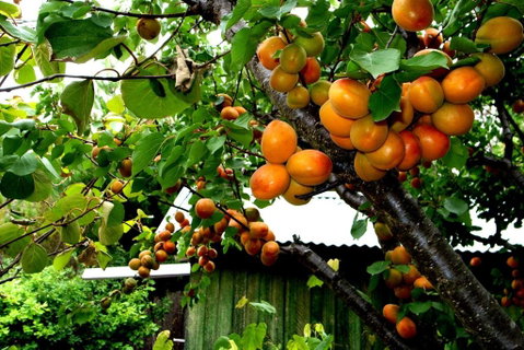 Eureka Farm - Accommodation Nelson Bay 6