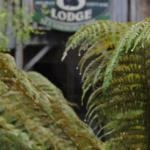 The Wombat Cottage - Accommodation Nelson Bay 0