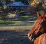 Historic Oak Hill House Estate Truffle Gourmet Festival Region - Accommodation Nelson Bay
