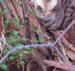 Stringybark Hills Retreat - Accommodation Nelson Bay