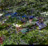Unique Tropical Rainforest Getaway - Accommodation Nelson Bay
