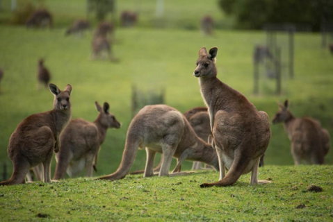 Icon Central Halls Gap - Accommodation Nelson Bay 2