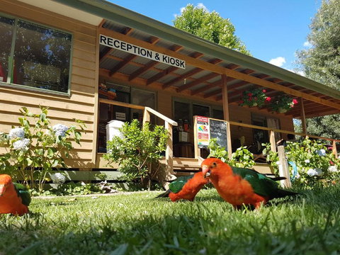 Jamieson Caravan Park - Accommodation Nelson Bay 4