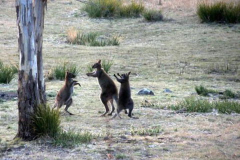 The Great House Bnb - Accommodation Nelson Bay 2