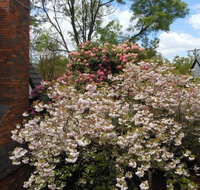 Merrimeet Cottages - Accommodation Nelson Bay