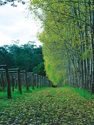 Hawke Brook Chalets - Accommodation Nelson Bay 2
