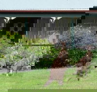 Cedar Lodge Cabins - Accommodation Nelson Bay