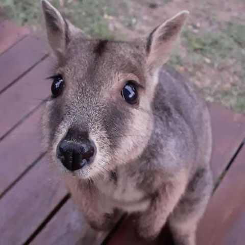 Camp Kanga - Accommodation Nelson Bay 6