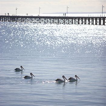 Peppers Pier Resort - Accommodation Nelson Bay 3