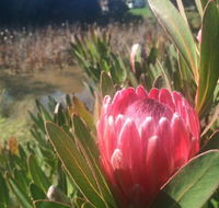 Creswick Cabin Retreat - Accommodation Nelson Bay