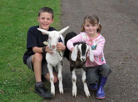 Honeycomb Valley Farm - Accommodation Nelson Bay 1